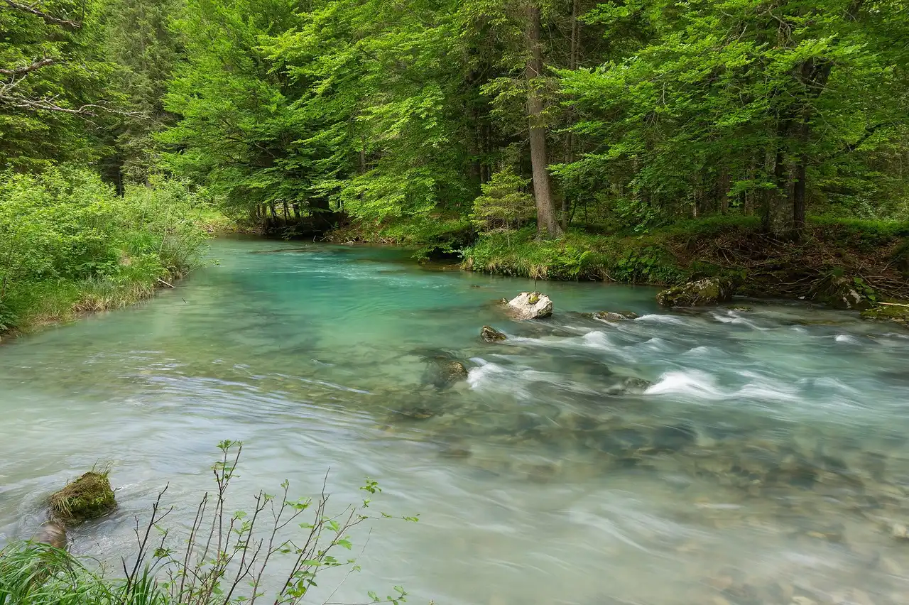 L'acqua verde e veloce del Noce che scorre tra le rocce e i boschi del fondovalle
