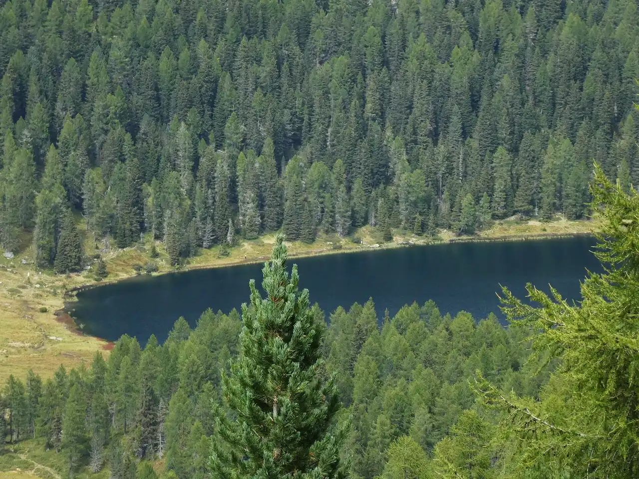 Il Lago delle Malghette circondato dai boschi di larici